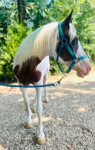 Comanche, 14 Year Old Bay Tobiano Paint Gelding for Sale in MS, photo 3 of 5