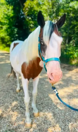Comanche, 14 Year Old Bay Tobiano Paint Gelding for Sale in MS, photo 4 of 5