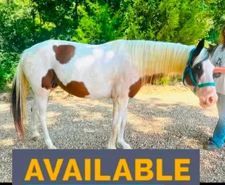 Comanche, 14 Year Old Bay Tobiano Paint Gelding for Sale in MS, photo 5 of 5