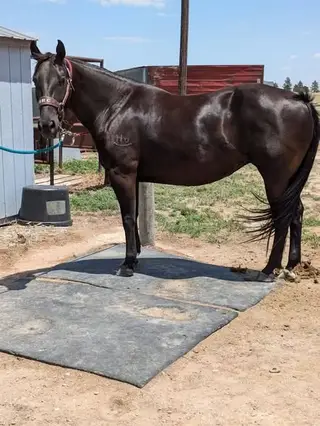 Paddy Olena (Whiskey), 10 Year Old Black Quarter Horse Mare for Sale in Flagler, CO, photo 2 of 4