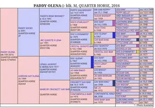 Paddy Olena (Whiskey), 10 Year Old Black Quarter Horse Mare for Sale in Flagler, CO, photo 3 of 4