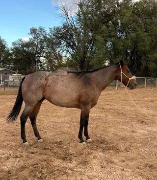 Jack, 13 Year Old Bay Roan Quarter Horse Gelding for Sale in Belen, NM