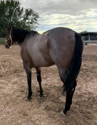 Jack, 13 Year Old Bay Roan Quarter Horse Gelding for Sale in Belen, NM, photo 2 of 3