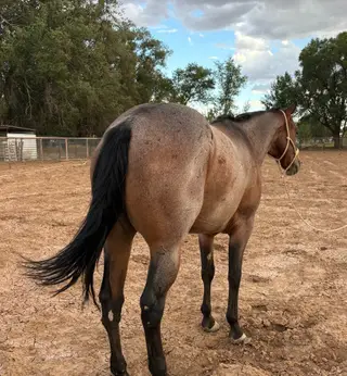 Jack, 13 Year Old Bay Roan Quarter Horse Gelding for Sale in Belen, NM, photo 3 of 3