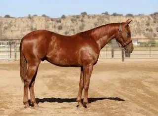 Pepper Please (Cooper), 1 Year Old Quarter Horse Colt for Sale in Paso Robles, CA