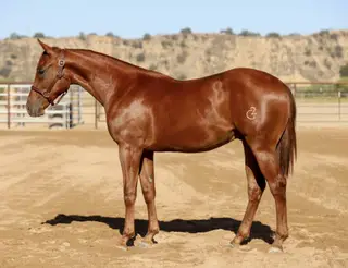 Pepper Please (Cooper), 1 Year Old Sorrel Quarter Horse Colt for Sale in Paso Robles, CA, photo 2 of 4