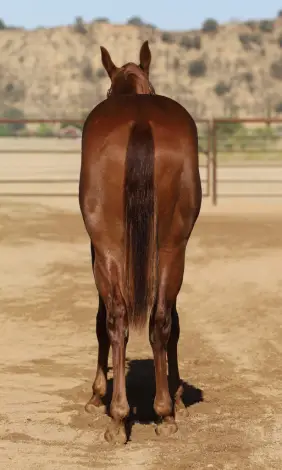 Pepper Please (Cooper), 1 Year Old Sorrel Quarter Horse Colt for Sale in Paso Robles, CA, photo 4 of 4