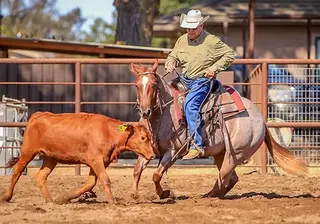 Roannininthesann2023, 3 Year Old Red Roan Quarter Horse Gelding for Sale