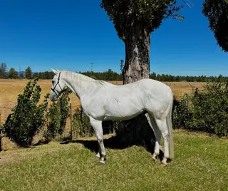 Yawls Lynx Gun (Tito), 15 Year Old Gray Quarter Horse Gelding for Sale in Klamath Falls, OR