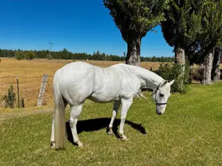 Yawls Lynx Gun (Tito), 15 Year Old Gray Quarter Horse Gelding for Sale in Klamath Falls, OR, photo 2 of 5