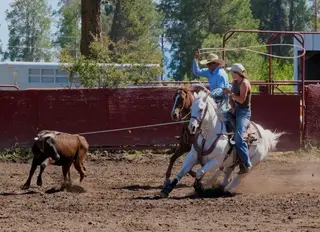 Yawls Lynx Gun (Tito), 15 Year Old Gray Quarter Horse Gelding for Sale in Klamath Falls, OR, photo 3 of 5