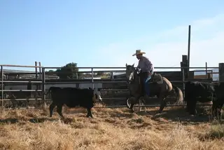 KEK Playgun Storm (Shady), 2 Year Old Sorrel Quarter Horse Filly for Sale in Campo, CA, photo 2 of 3