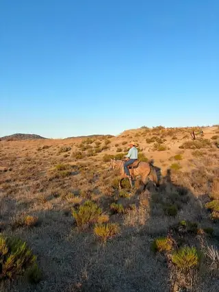 KEK Playgun Storm (Shady), 2 Year Old Sorrel Quarter Horse Filly for Sale in Campo, CA, photo 3 of 3