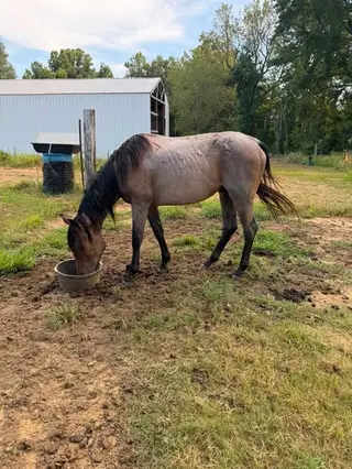 Leo Is A Hancock, 3 Year Old Roan Quarter Horse Colt for Sale in Ripley, TN