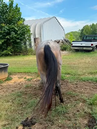 Leo Is A Hancock, 3 Year Old Roan Quarter Horse Colt for Sale in Ripley, TN, photo 2 of 5