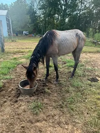 Leo Is A Hancock, 3 Year Old Roan Quarter Horse Colt for Sale in Ripley, TN, photo 3 of 5