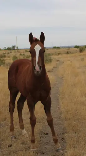 Colt by CHICOS ROYAL KING, Foal Chestnut Quarter Horse Colt for Sale in Miles City, MT