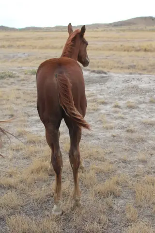 Colt by CHICOS ROYAL KING, Foal Chestnut Quarter Horse Colt for Sale in Miles City, MT, photo 2 of 2