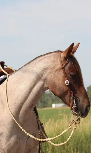 QS Hesa Bettin Cash, 6 Year Old Roan Quarter Horse Gelding for Sale in Gallatin Gateway, MT, photo 2 of 4