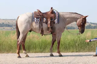 QS Hesa Bettin Cash, 6 Year Old Roan Quarter Horse Gelding for Sale in Gallatin Gateway, MT, photo 3 of 4