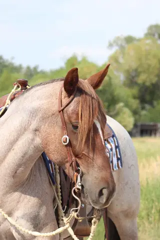 QS Hesa Bettin Cash, 6 Year Old Roan Quarter Horse Gelding for Sale in Gallatin Gateway, MT, photo 4 of 4