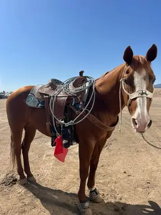 Diesel, 17 Year Old Sorrel Gelding for Sale in Santa Clarita, CA