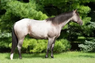 Bet Shesa Fox (Jersey), 2 Year Old Bay Roan Quarter Horse Filly for Sale in Yorkville, IL