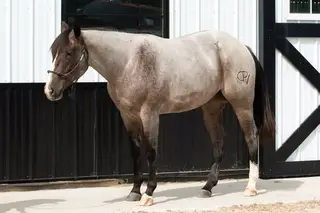 Bet Shesa Fox (Jersey), 2 Year Old Bay Roan Quarter Horse Filly for Sale in Yorkville, IL, photo 2 of 5