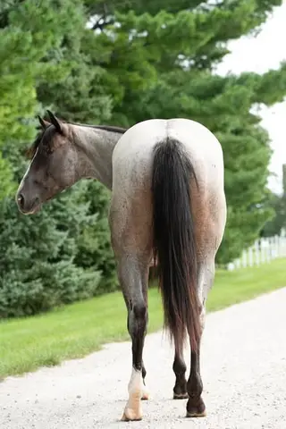 Bet Shesa Fox (Jersey), 2 Year Old Bay Roan Quarter Horse Filly for Sale in Yorkville, IL, photo 3 of 5