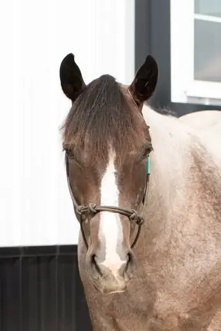 Bet Shesa Fox (Jersey), 2 Year Old Bay Roan Quarter Horse Filly for Sale in Yorkville, IL, photo 4 of 5