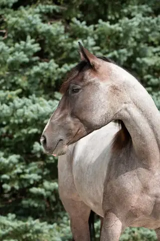 Bet Shesa Fox (Jersey), 2 Year Old Bay Roan Quarter Horse Filly for Sale in Yorkville, IL, photo 5 of 5