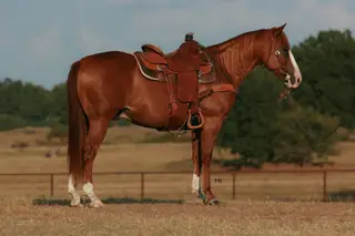 Rango, 14 Year Old Chestnut Quarter Horse Gelding for Sale in Carthage, MO, photo 4 of 5