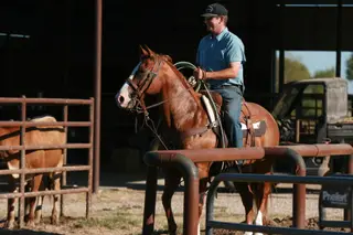 Rango, 14 Year Old Chestnut Quarter Horse Gelding for Sale in Carthage, MO, photo 5 of 5