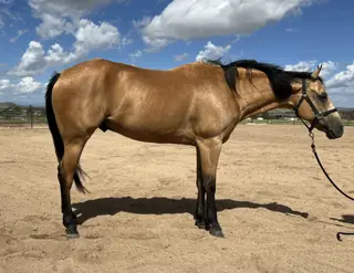 Starlights Drago (Charming), 12 Year Old Buckskin Quarter Horse Gelding for Sale in Prescott Valley, AZ