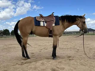 Starlights Drago (Charming), 12 Year Old Buckskin Quarter Horse Gelding for Sale in Prescott Valley, AZ, photo 2 of 4