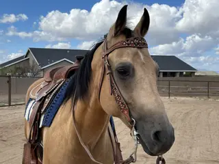 Starlights Drago (Charming), 12 Year Old Buckskin Quarter Horse Gelding for Sale in Prescott Valley, AZ, photo 3 of 4