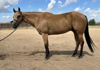 Starlights Drago (Charming), 12 Year Old Buckskin Quarter Horse Gelding for Sale in Prescott Valley, AZ, photo 4 of 4