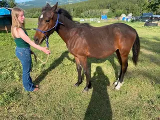 Bay Colt