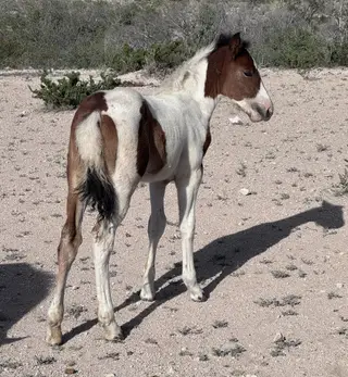Colt by El Norteño