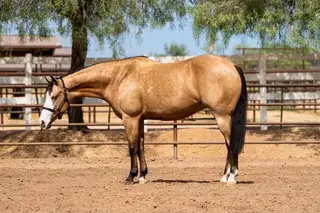 Gunna Spark N Smoke (Elsa), 4 Year Old Buckskin Quarter Horse Mare for Sale in Scottsdale, AZ, photo 2 of 4