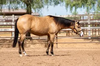 Gunna Spark N Smoke (Elsa), 4 Year Old Buckskin Quarter Horse Mare for Sale in Scottsdale, AZ, photo 3 of 4