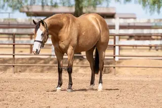 Gunna Spark N Smoke (Elsa), 4 Year Old Buckskin Quarter Horse Mare for Sale in Scottsdale, AZ, photo 4 of 4