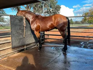 HMP King What A Stunner (Cowboy), 7 Year Old Buckskin Quarter Horse Gelding for Sale in Grong Grong