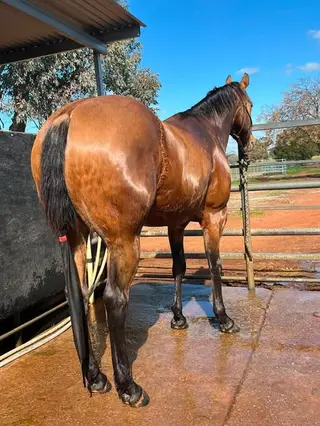 HMP King What A Stunner (Cowboy), 7 Year Old Buckskin Quarter Horse Gelding for Sale in Grong Grong, photo 2 of 5