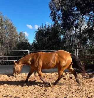 HMP King What A Stunner (Cowboy), 7 Year Old Buckskin Quarter Horse Gelding for Sale in Grong Grong, photo 3 of 5