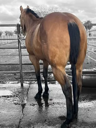 HMP King What A Stunner (Cowboy), 7 Year Old Buckskin Quarter Horse Gelding for Sale in Grong Grong, photo 5 of 5