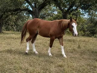 Harry Stylish, 1 Year Old Sorrel Quarter Horse Colt for Sale in Liberty Hill, TX