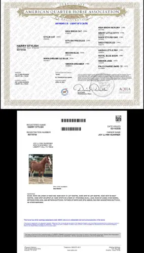 Harry Stylish, 1 Year Old Sorrel Quarter Horse Colt for Sale in Liberty Hill, TX, photo 2 of 5