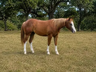Harry Stylish, 1 Year Old Sorrel Quarter Horse Colt for Sale in Liberty Hill, TX, photo 3 of 5