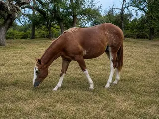 Harry Stylish, 1 Year Old Sorrel Quarter Horse Colt for Sale in Liberty Hill, TX, photo 4 of 5